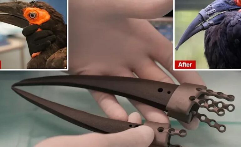 Stampa 3D, un uccello riceve 2 protesi per il becco