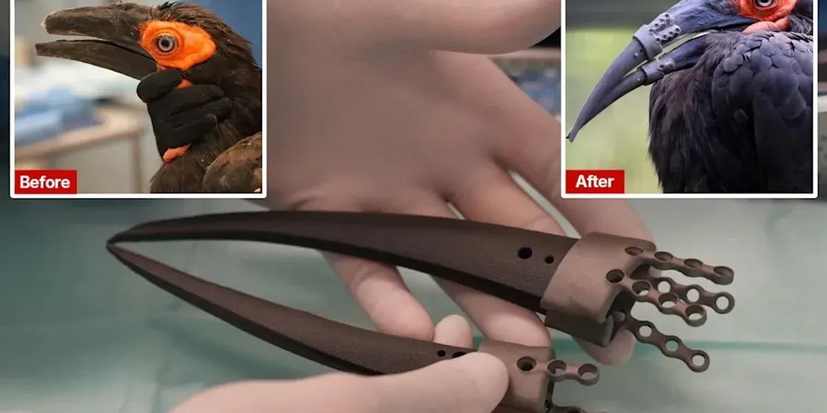 Stampa 3D, un uccello riceve 2 protesi per il becco