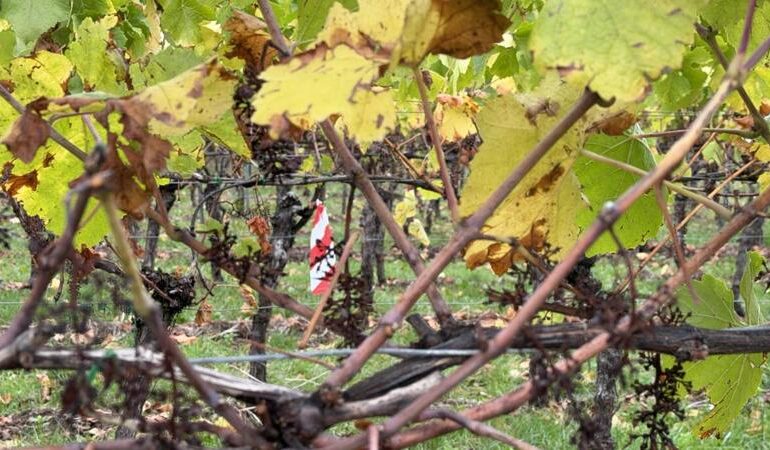 Xylella fastidiosa, il batterio del fuoco arriva per la prima volta