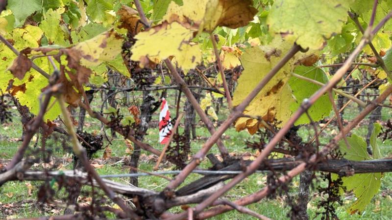Xylella fastidiosa, il batterio del fuoco arriva per la prima volta