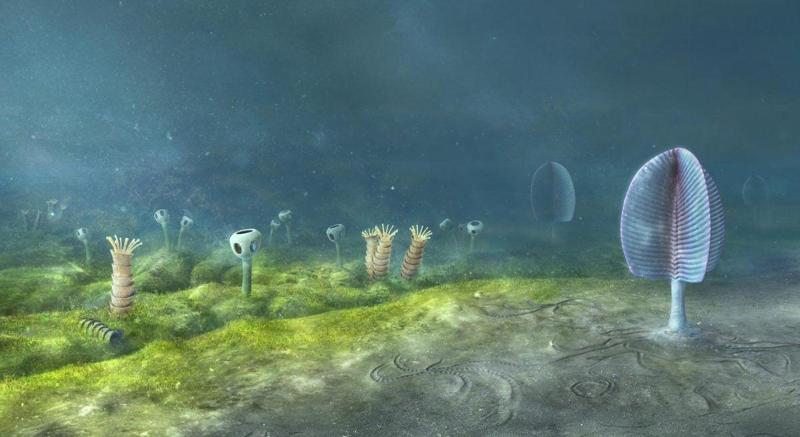 Origini degli animali: potrebbero risalire a 800 milioni di anni fa