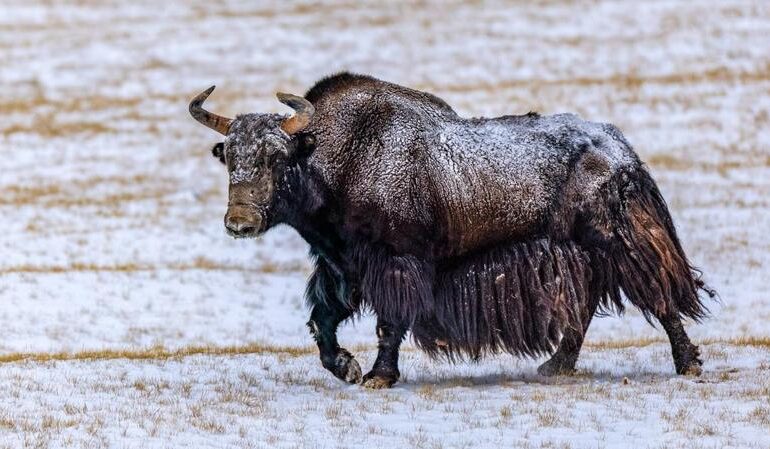 Yak X, una specie sconosciuta ricostruita da 20 genomi