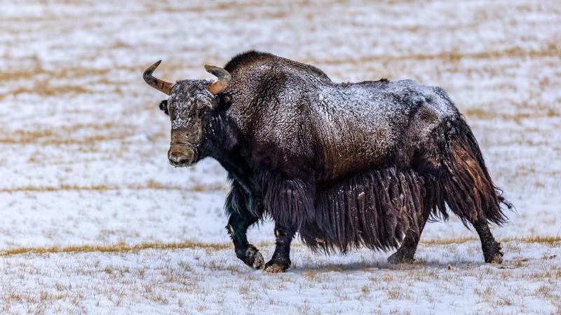 Yak X, una specie sconosciuta ricostruita da 20 genomi