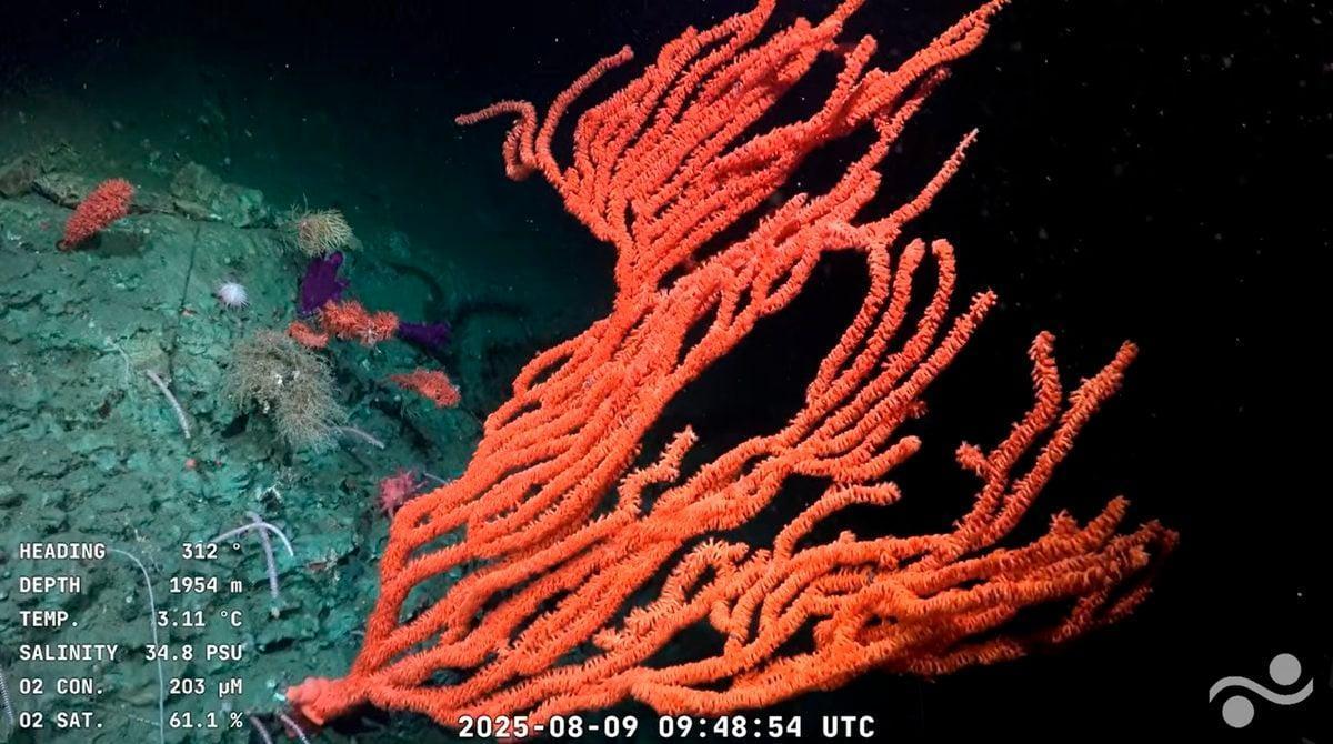 Dalla spedizione in un canyon sottomarino sono emerse 57 nuove specie degli abissi