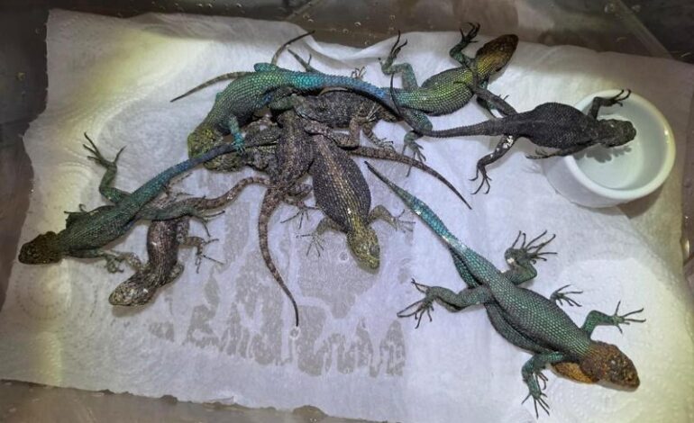37 serpenti velenosi e 55 lucertole nascosti in una valigia