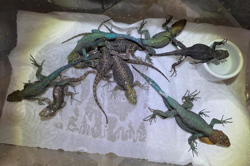 37 serpenti velenosi e 55 lucertole nascosti in una valigia