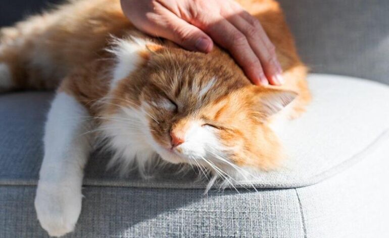 Gatti e felicità: lo studio svela un legame inatteso