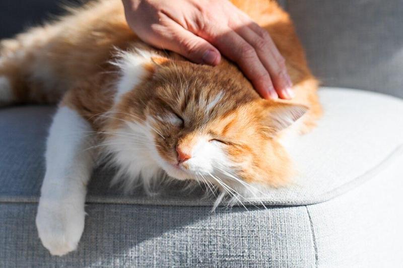 Gatti e felicità: lo studio svela un legame inatteso