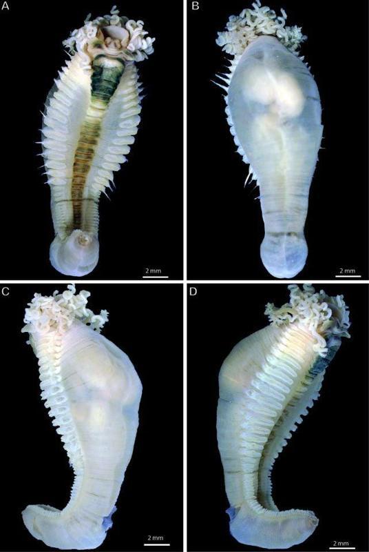 Nuovo genere di vermi spaghetti da incubo scoperto nelle profondità dell’Oceano Indiano