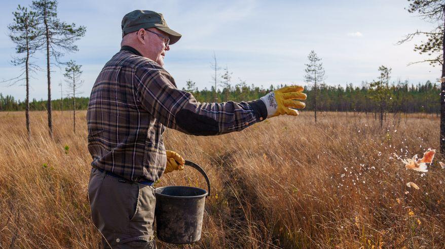 Lassi Rautiainen sparge nella palude esche alimentari per i predatori.