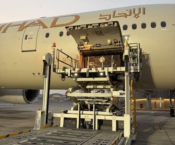 Gli orsi vengono scaricati ad Abu Dhabi