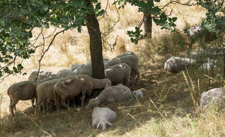 Bisonti e pecore ripuliscono i pascoli e frenano gli incendi