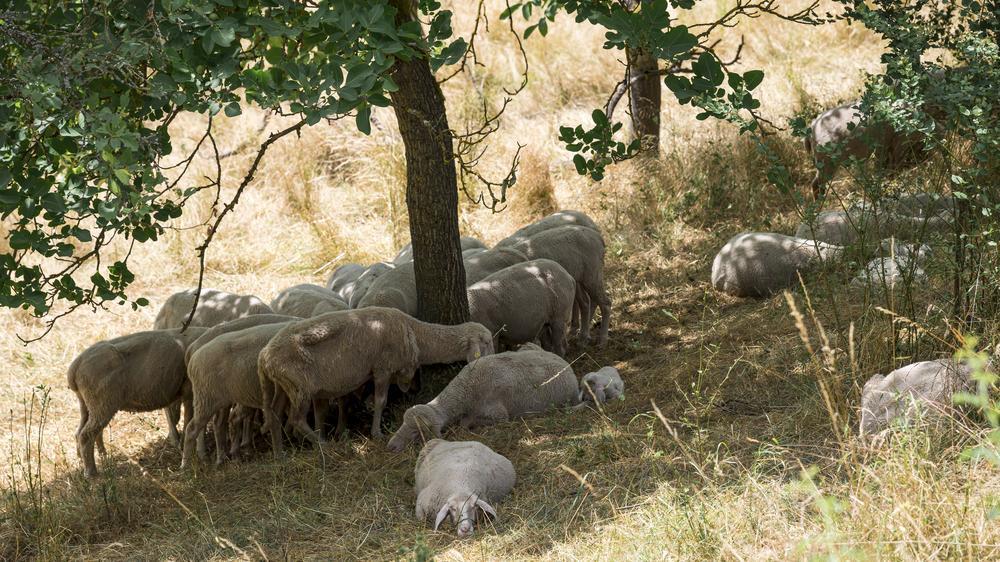 Bisonti e pecore ripuliscono i pascoli e frenano gli incendi
