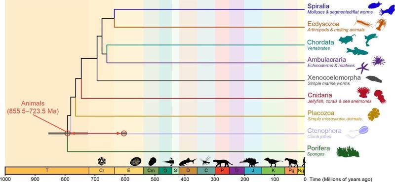 None Cronologia delle origini evolutive degli animali