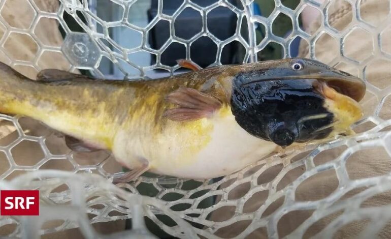 Un cancro contagioso passa da un pesce gatto all’altro