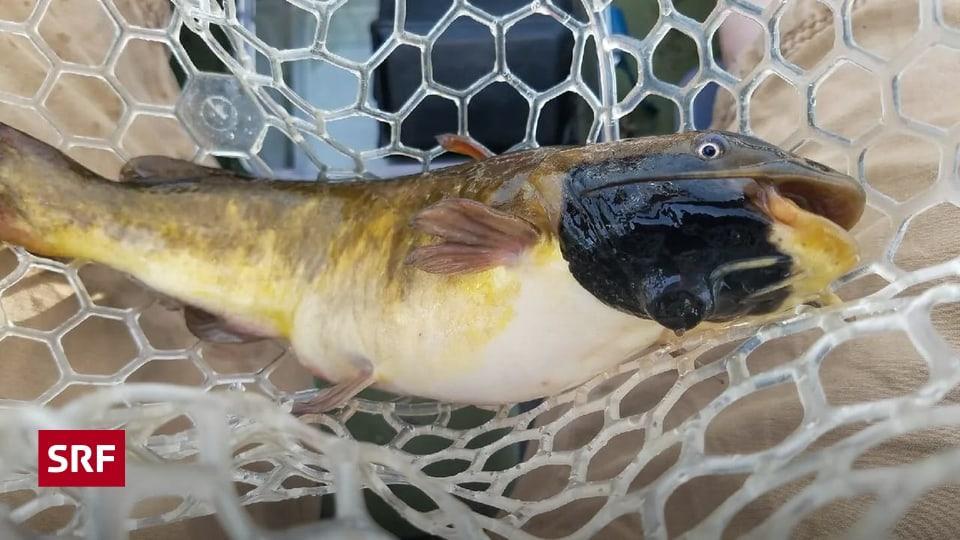 Un cancro contagioso passa da un pesce gatto all’altro