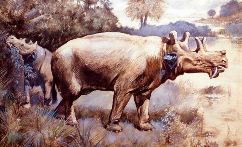 Uintatherium, i crani fossili smentiscono il forte dimorfismo