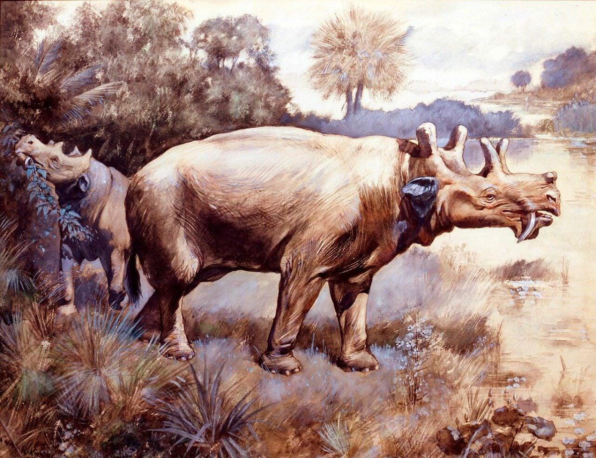 Uintatherium, i crani fossili smentiscono il forte dimorfismo