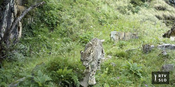 Leopardi delle nevi, il GPS svela i loro spostamenti in Bhutan
