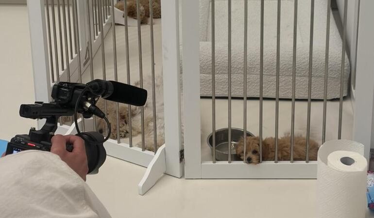 Puppy Yoga, cuccioli in viaggio per lezioni: scattano i controlli