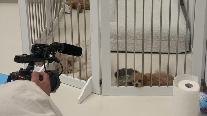 Puppy Yoga, cuccioli in viaggio per lezioni: scattano i controlli