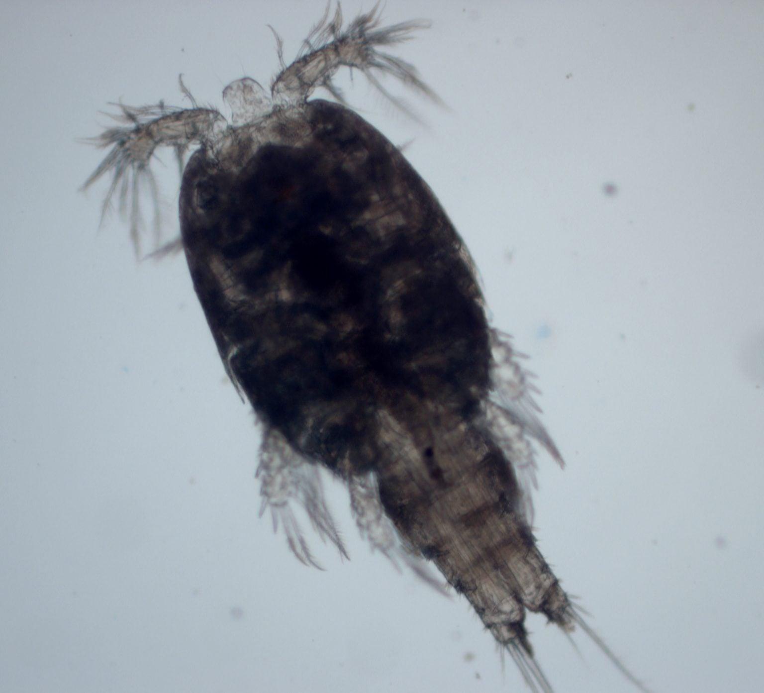 Dalla spedizione in un canyon sottomarino sono emerse 57 nuove specie degli abissi
