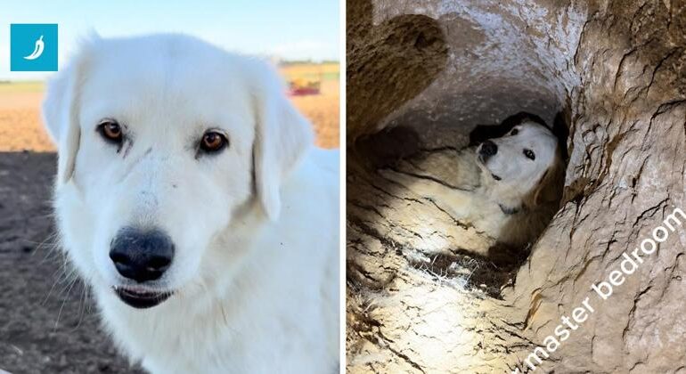 La cagnolina scava una tana sotterranea grande come 3 stanze