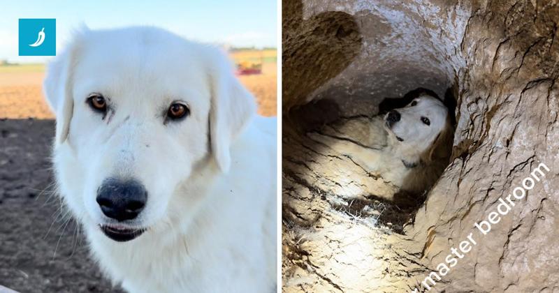 La cagnolina scava una tana sotterranea grande come 3 stanze