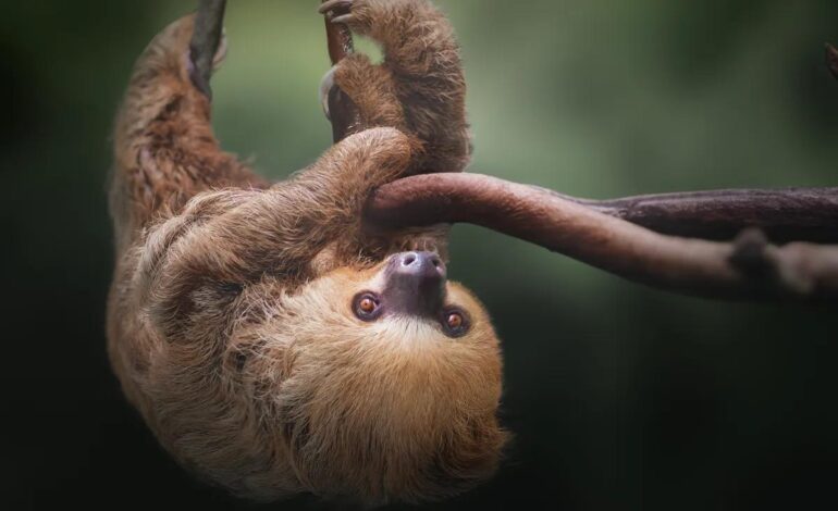 Mante che saltano e bradipi a terra: 5 misteri animali