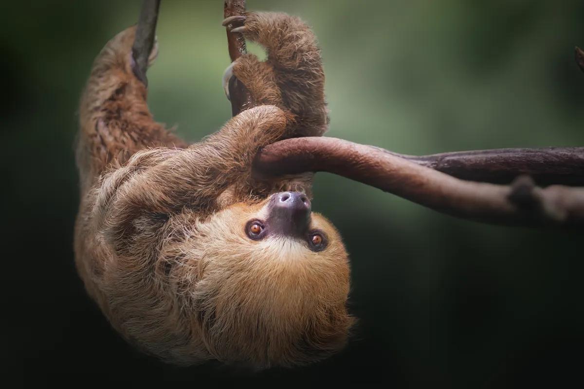 Mante che saltano e bradipi a terra: 5 misteri animali