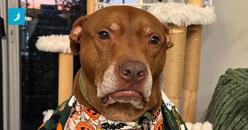 Cane respinto per la seconda cena conquista i social con il broncio