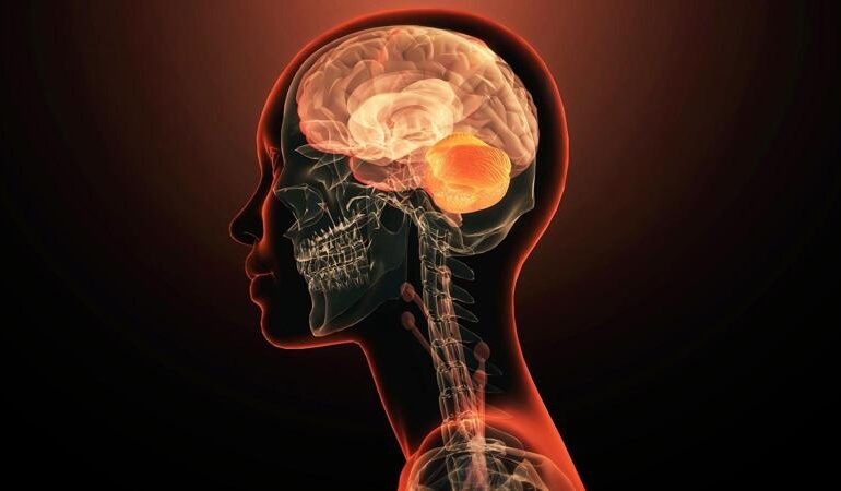 Il cervello potrebbe nascere dall’incontro di 2 sistemi nervosi
