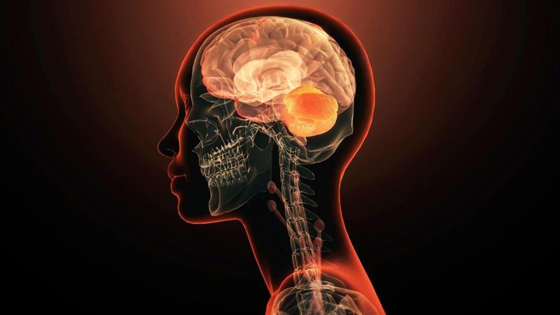 Il cervello potrebbe nascere dall’incontro di 2 sistemi nervosi