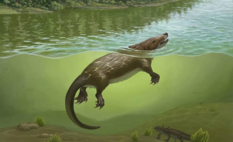 Il più antico mammifero semiaquatico nuotava 165 milioni di anni fa