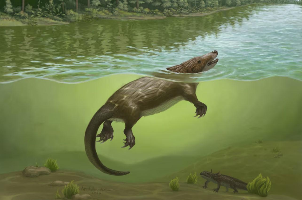 Il più antico mammifero semiaquatico nuotava 165 milioni di anni fa