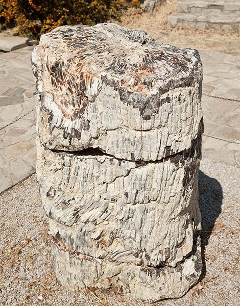 None lesvos-petrified-forest-takes-you-back-20-million-years0