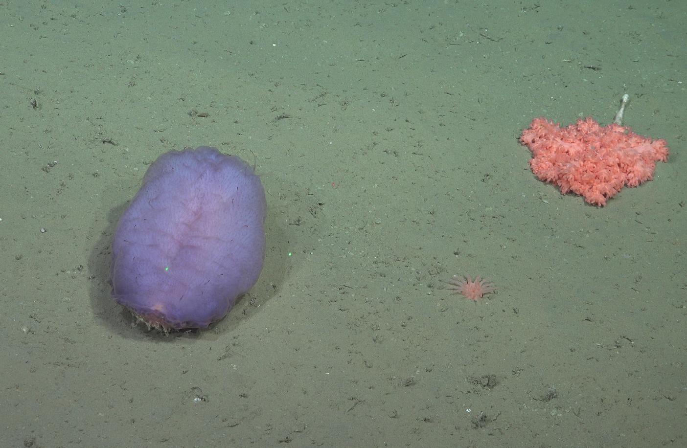 Dalla spedizione in un canyon sottomarino sono emerse 57 nuove specie degli abissi