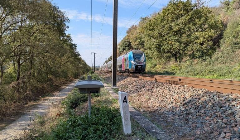 Treni e animali: il sistema di luci e suoni riduce gli scontri