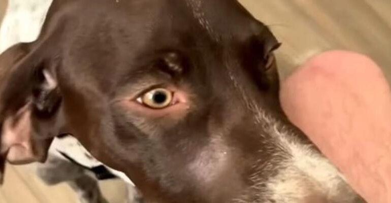 Cane ascolta l’armonica e inclina la testa seguendo la melodia