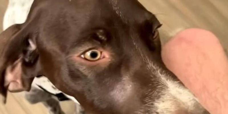 Cane ascolta l’armonica e inclina la testa seguendo la melodia