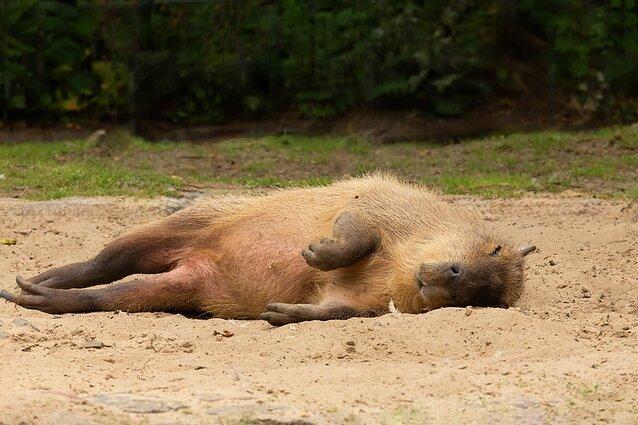 Capibara Capibara