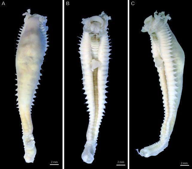 Nuovo genere di vermi spaghetti da incubo scoperto nelle profondità dell’Oceano Indiano