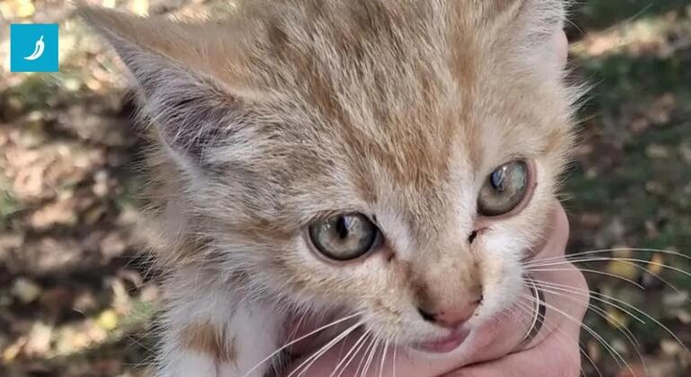 Gattino salvato da un pino dopo 2 giorni, tra gli attacchi dei corvi
