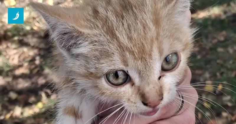 Gattino salvato da un pino dopo 2 giorni, tra gli attacchi dei corvi