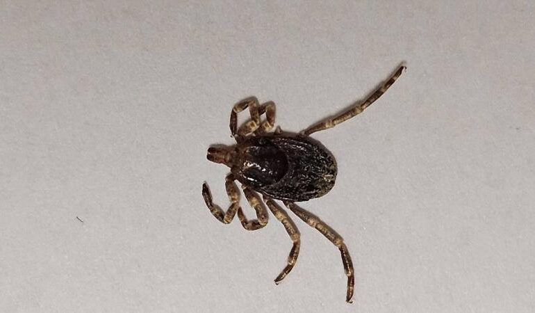 Zecca gigante mai vista prima in Norvegia: identificata una nuova specie