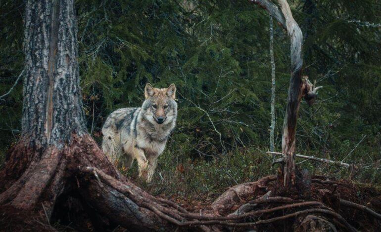 Orsi e lupi a pochi metri dai fotografi, ma la caccia minaccia i tour