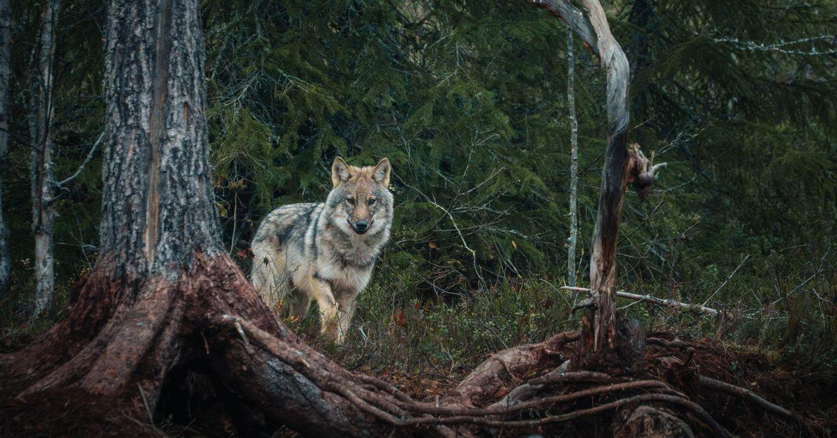 Orsi e lupi a pochi metri dai fotografi, ma la caccia minaccia i tour
