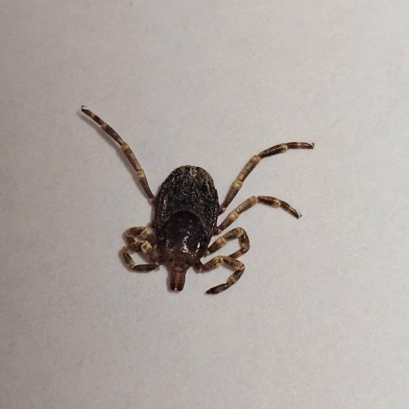 Nuova specie di zecca