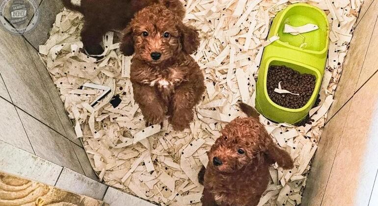 Cuccioli venduti a 10 volte il prezzo con passaporti falsi