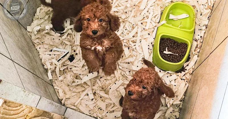 Cuccioli venduti a 10 volte il prezzo con passaporti falsi
